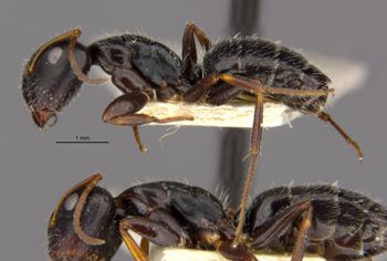 Media type: image;   Entomology 35832 Aspect: habitus lateral view